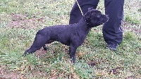 Étalon Staffordshire Bull Terrier - L'kealsy By British Invasion