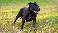 Étalon Staffordshire Bull Terrier - Henza de la griffe du diamant bleu