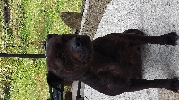 Étalon Staffordshire Bull Terrier - Ines (Sans Affixe)