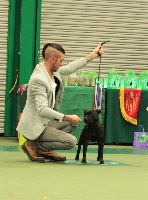 Étalon Staffordshire Bull Terrier - Staffordiamond's Look at me