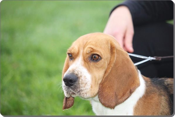 Lilou du clos du bonheur