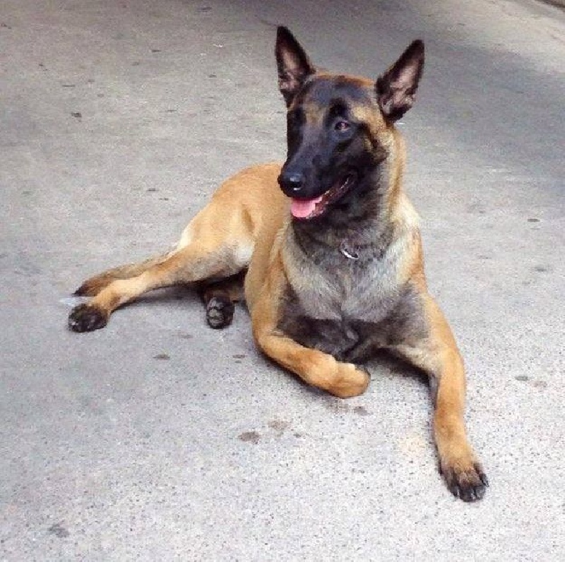 H'anous des loups de genain