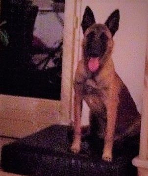 Publication : De La Meute D'arcane Auteur : VOM KONIGSWEILER