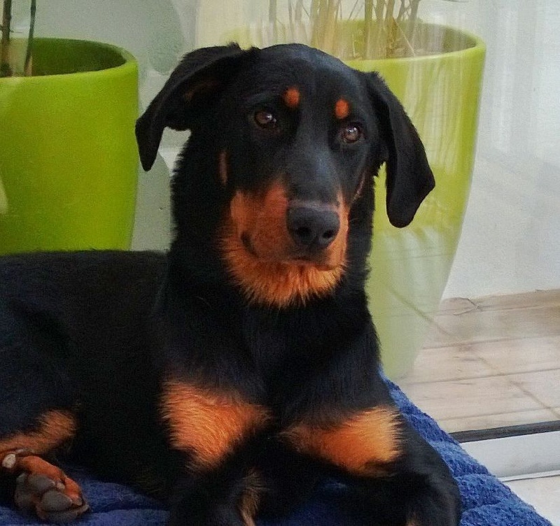 Publication : Vaudagne Auteur : G.C