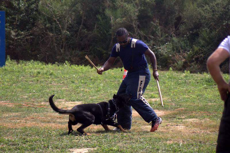 Fripouille Des Quatre Griffes Noires