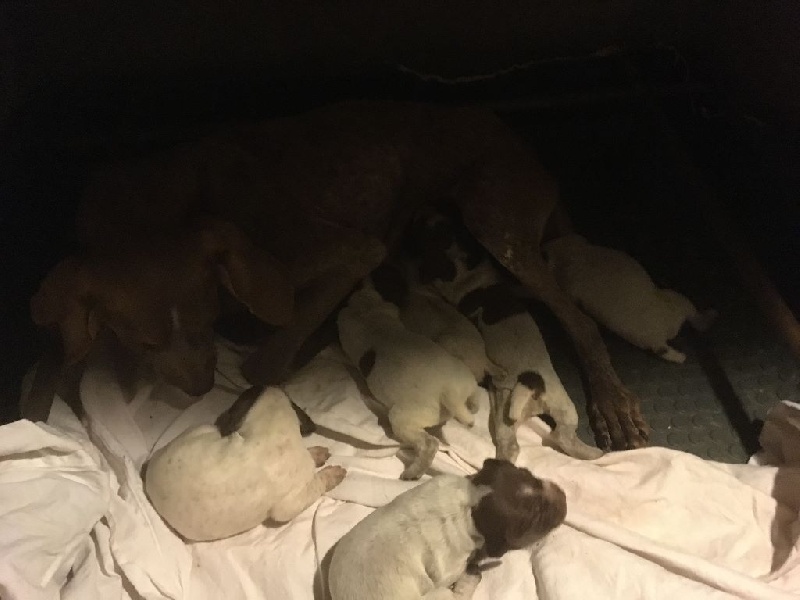 Publication : de Saint Montange 