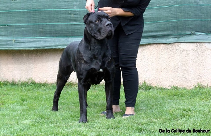 Hamilton De La Colline Du Bonheur