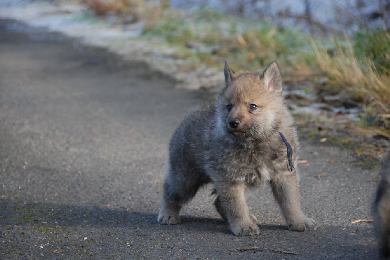 Publication : De L'Equinox Des Bois Noirs Auteur : Collection Privée E.B.N.