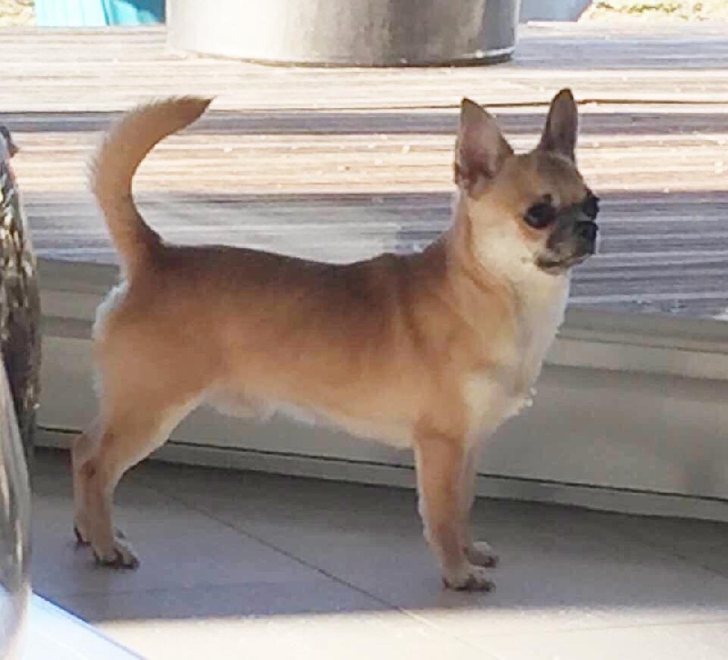 Publication : Des Etoiles D'Artemis Auteur : Trendel christine