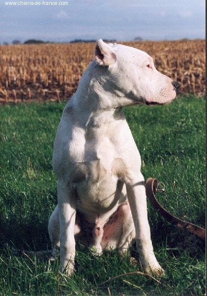 Publication : des seigneurs de la pampa 