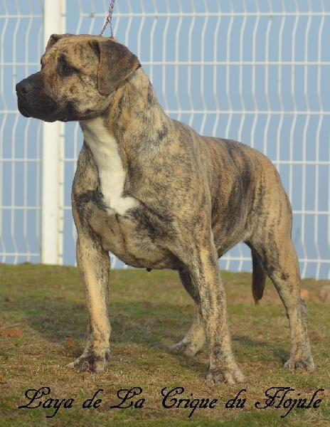 Publication : De la crique du Flojule Auteur : grange cedric 