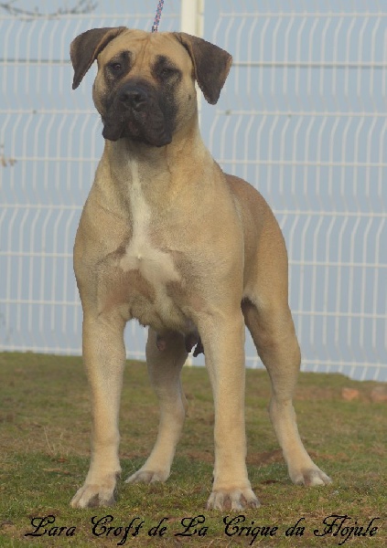 Publication : De la crique du Flojule Auteur : cedric grange 