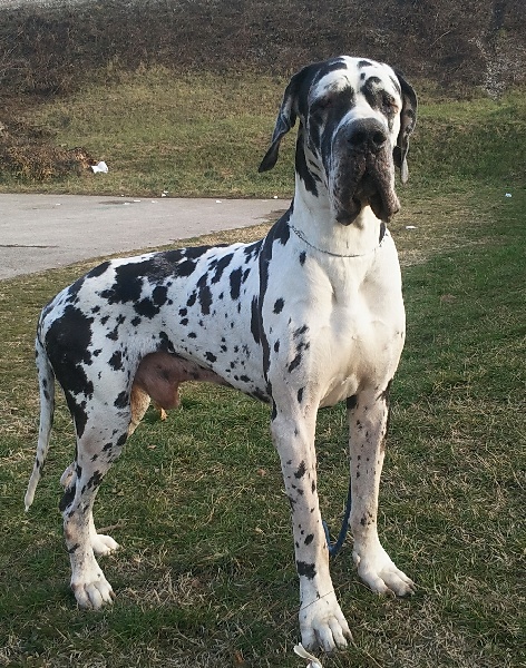 Publication : Agram Sang Sacre