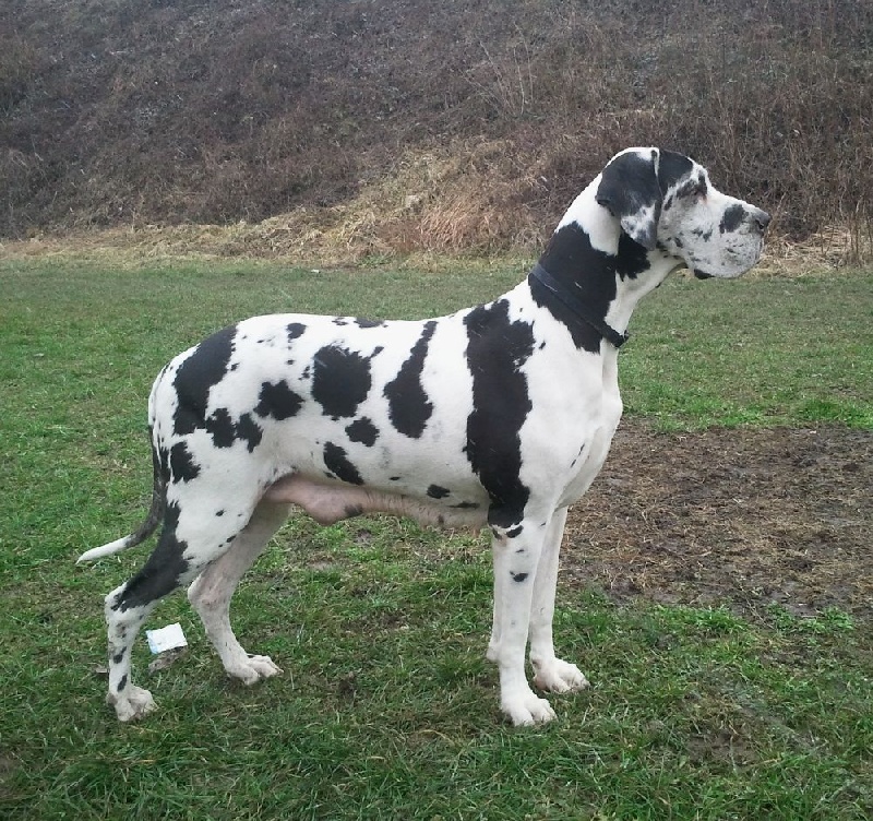 Publication : Agram Sang Sacre 