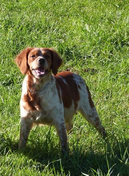 Lextase xxl Du Coeur Ambre