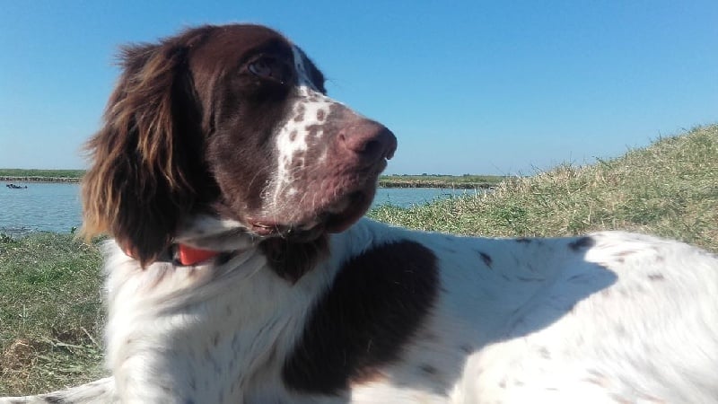 Publication : De La Volée Des Migrateurs Auteur : Dégremont