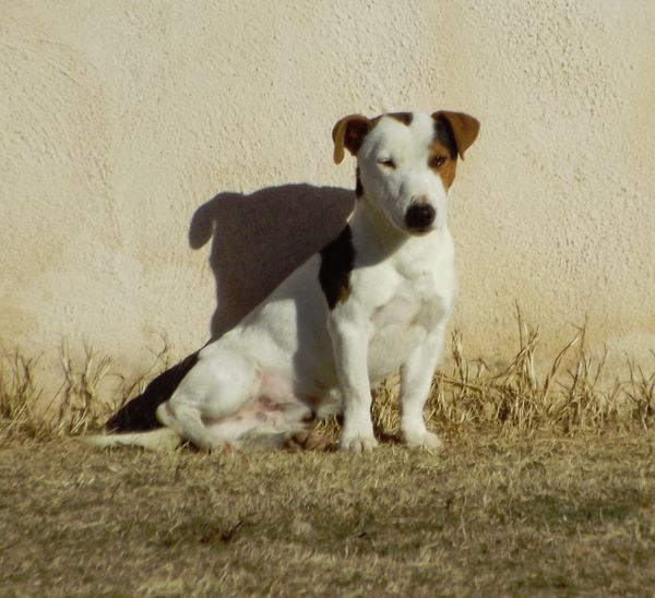 Gribouille du trefle a quatre coeurs