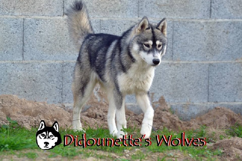 Publication : Didounette's Wolves Auteur : louineau sandie