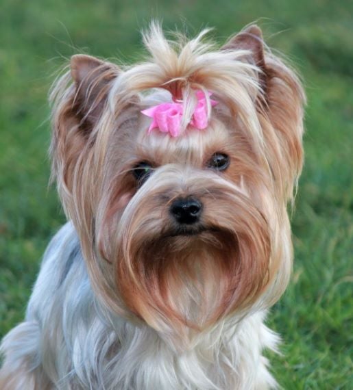 Publication : of Monroe For Ever Auteur : Béatrice GRAUX