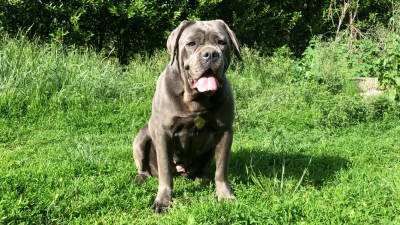 Étalon Cane Corso - Minette Du Domaine De La Saulzie