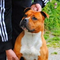 Étalon American Staffordshire Terrier - CH. Paky's Dragone