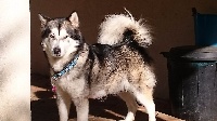 Étalon Alaskan Malamute - Jalook Du domaine d'Era White