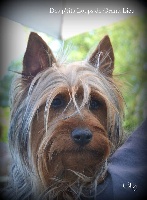 Étalon Australian Silky Terrier - Lily Des P'tits Loups De Grand Lieu