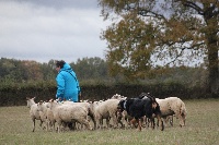 Étalon Berger de Beauce - Magnus olam Berger Fort Et Posé