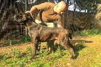 Étalon Cane Corso - Saturday night fever dell'Antiqua Apulia