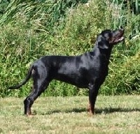 Étalon Chien Courant Polonais - CH. Lucrèce dit leïa Des Hauts De Charvan