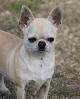 Étalon Chihuahua - Belen Del pasador