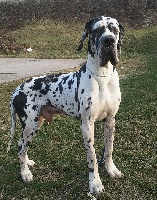 Étalon Dogue allemand - Dom perignon du Cerbere d'Eyjeaux