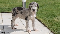 Étalon Dogue allemand - Justine de Santvoran