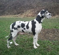 Étalon Dogue allemand - Fleur de france des Habits Rouges