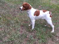 Étalon Epagneul Breton - Furia de dugan