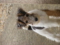 Étalon Fox Terrier Poil Dur - Medoc Du Mont Des Rhodos