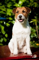 Étalon Jack Russell Terrier - Fiona of jack and co