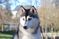 Étalon Siberian Husky - Lady volcano of Arctic Wolf Dream 