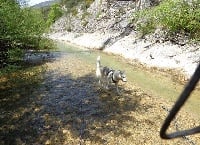 Étalon Siberian Husky - (Sans Affixe) Joyce des deux moulins du verdon