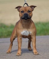 Étalon Staffordshire Bull Terrier - Lokiana La bamba