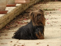 Étalon Yorkshire Terrier - Dizzie de Quokelunde