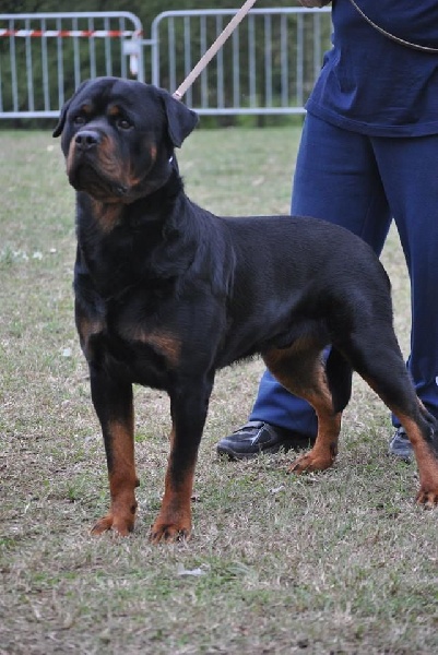 Publication : des Gardiens du lac Auteur : Elevage Des Gardiens du Lac
