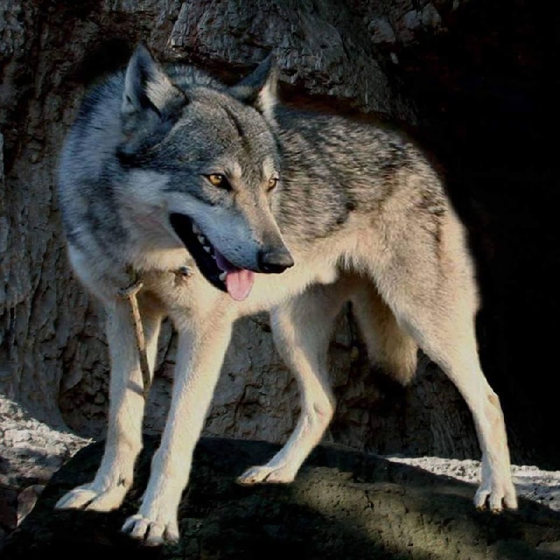 Ikamm des loups de l'ostrevent