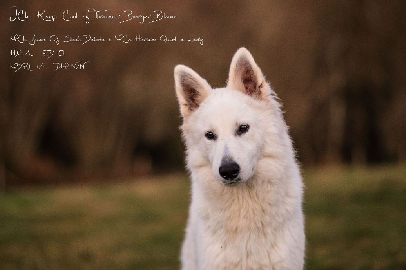 Auteur : Morgane Pemptroad