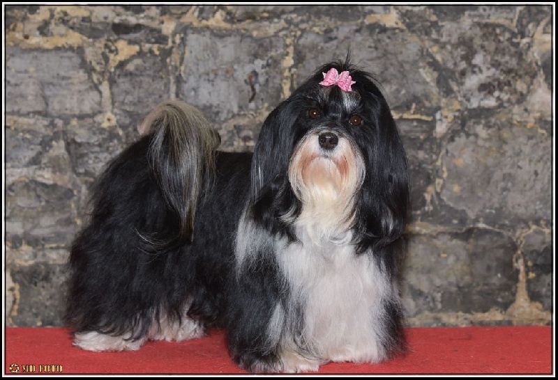 Publication : Bell'Havanese Auteur : Devogelaere Chantal 