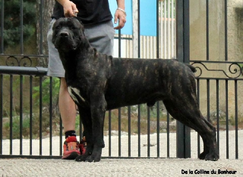 Hold up De La Colline Du Bonheur