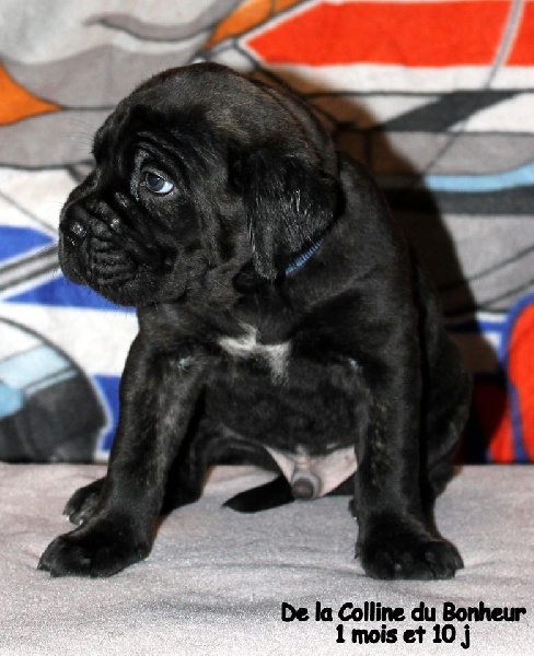  Auteur : De la Colline du Bonheur