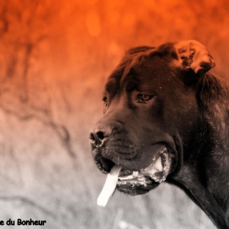  Auteur : De la Colline du Bonheur