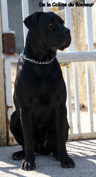  Auteur : De la Colline du Bonheur