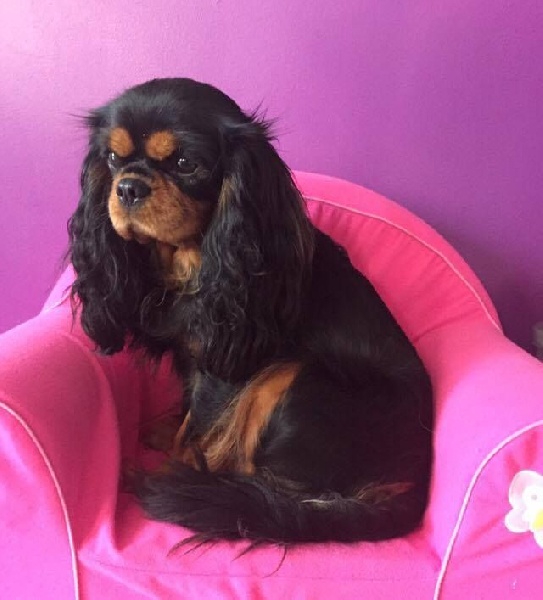 Publication : de Stophiane Auteur : Doriane